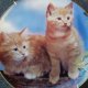 Danbury Mint Purrfect Portraits - "Sugar and Spice   "