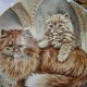 ROYAL WORCESTER 1990 - cats & kittens - cream  persian - kolekcjonerski talerz porcelanowy