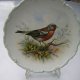 Royal Albert 1982      The Woodland Birds Collection