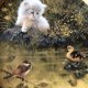 The Franklin mint - duck pond dilemma by giordano limited edition kolekcjonerski talerz porcelanowy