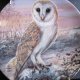 ROYAL WORCESTER  The barn Owl's Year by DICK TWINNEY - "Winter  kolekcjonerski talerz porcelanowy