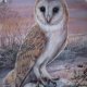 ROYAL WORCESTER  The barn Owl's Year by DICK TWINNEY - "Winter  kolekcjonerski talerz porcelanowy