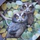 DANBURY MINT -NESTLING OWLETS - DUSKY DUO  by Robert Hersey - KOLEKCJONERSKI TALERZ PORCELANOWY