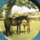 Miniatura kolekcjonerska  - rzadkość   -  centenary  Collection    - The English thoroughbred -bradex