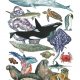 Plakat Zwierzęta Oceanu A4