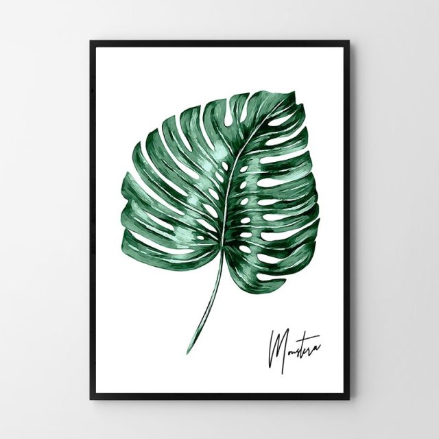 PLAKAT MONSTERA  50x70 cm