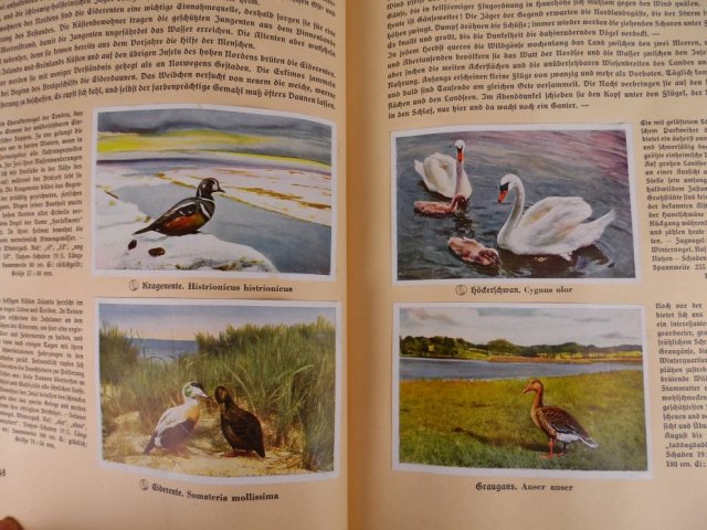 książka o ptakach z 1936 roku