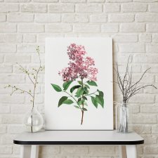 Botaniczne plakaty kwiat bzu - roślina 30x40 cm