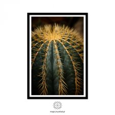 Plakat "Kaktus14" A3