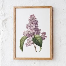 Botaniczne plakaty kwiaty bzu - roślina A4