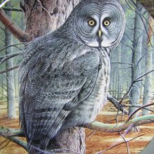 WEDGWOOD The Majesty of Owls - "Great Grey Owls" kolekcjonerski talerz porcelanowy