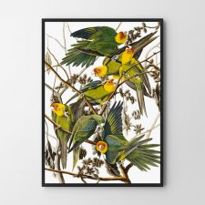 Plakat Papugi 61x91 cm