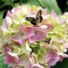 PIERŚCIONEK BURSZTYNOWY MOTYL MONARCHA