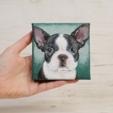 buldożek francuski - mini portret szczeniaka