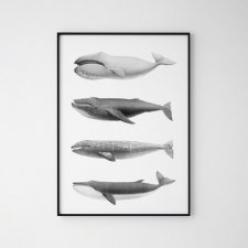 Plakat wieloryb skandynawski obraz 30x40 cm