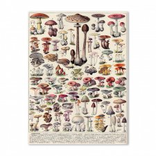 Plakat  - retro z grzybami 40x50 cm