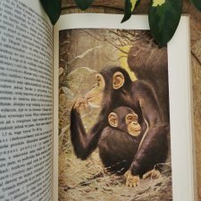 'Ssaki' z serii 'Życie zwierząt' książka vintage