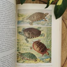 'Ryby, płazy i gady' z serii 'Życie zwierząt' książka vintage